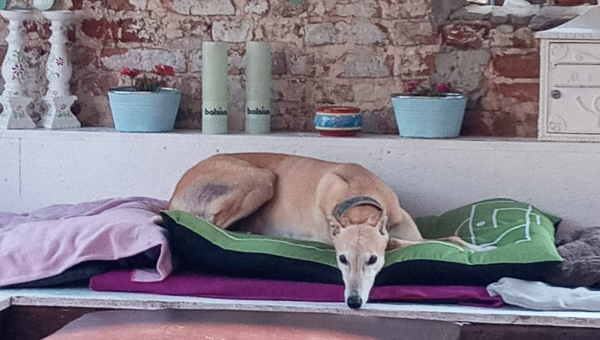 Heute wollen wir Megan vorstellen